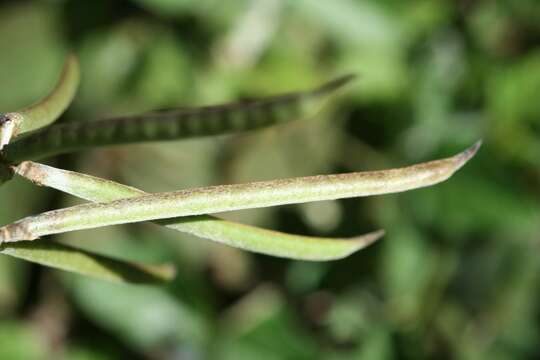 Image of purple bushbean