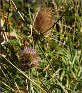 Image of teasel