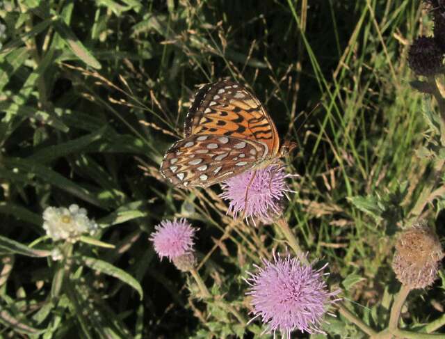 Image of Greater Fritillaries