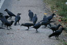 Image of House Crow