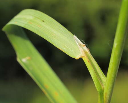 Imagem de Calamagrostis epigejos (L.) Roth