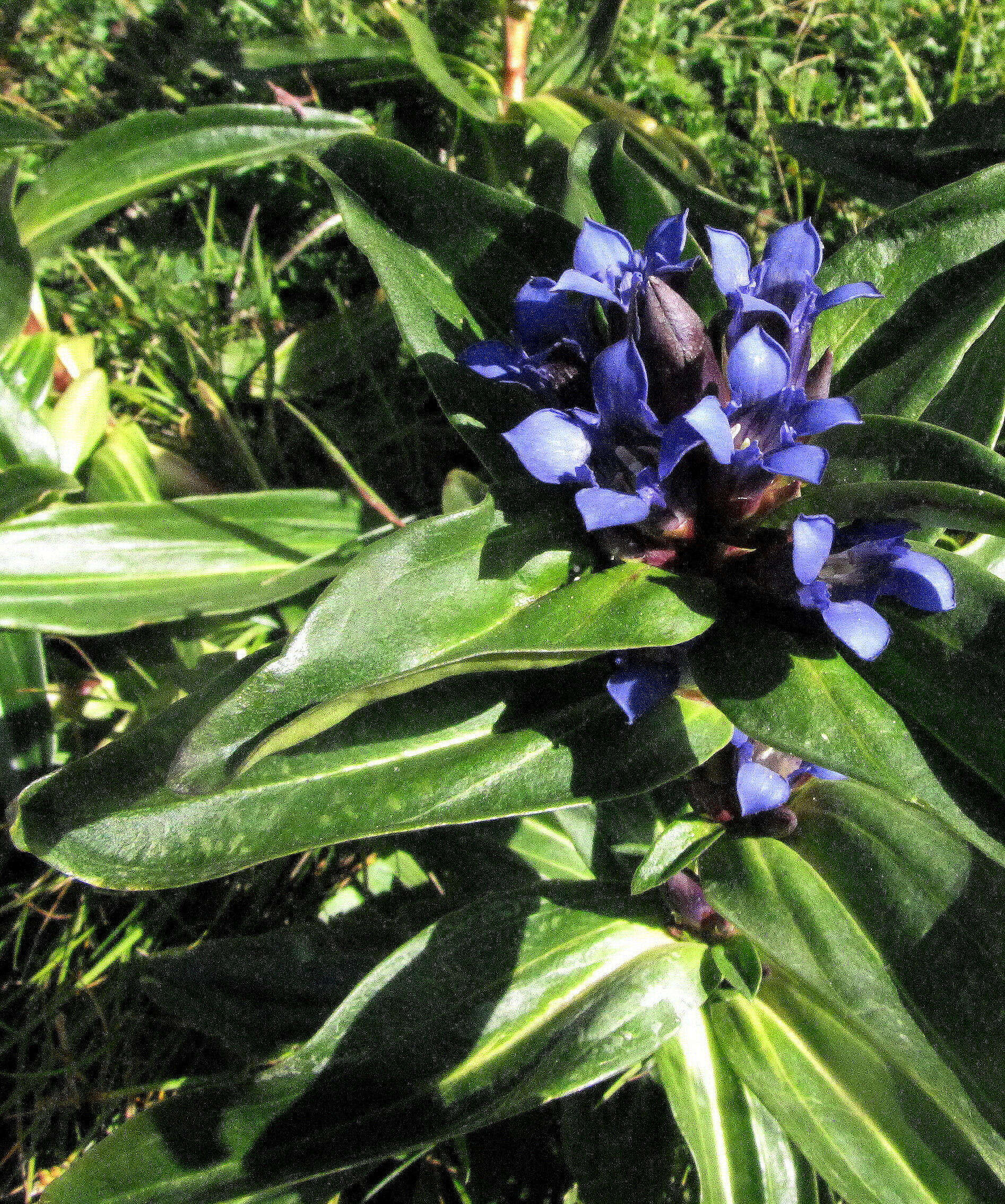 Image of Cross gentian