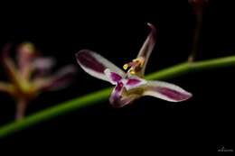 Image of lilyleaf acriopsis