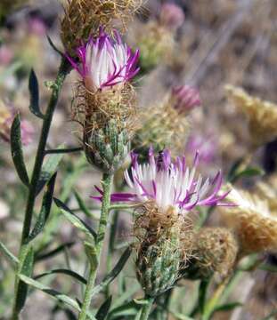 Image of Centaurea hyssopifolia Vahl