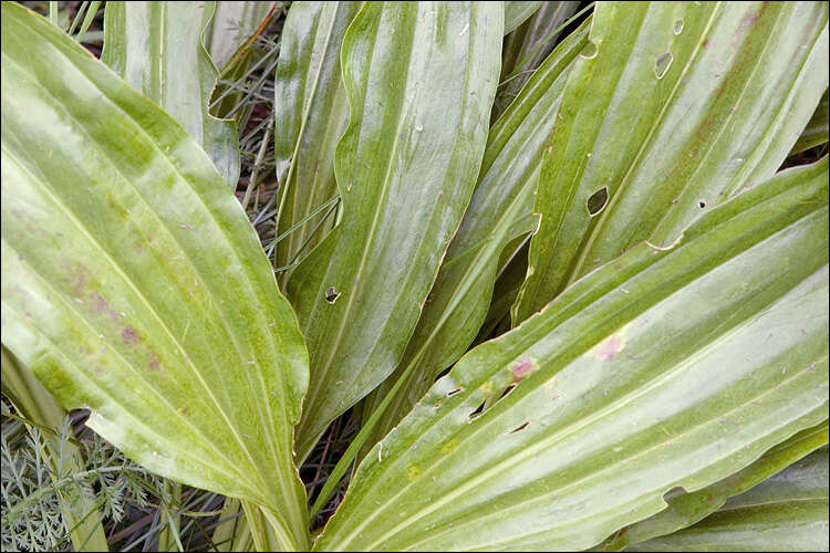 Image of Gentiana pannonica Scop.