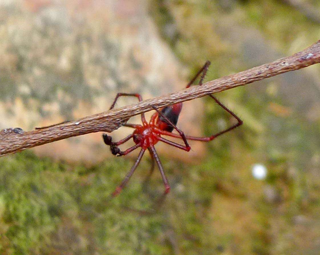 Image of nicodamid spiders