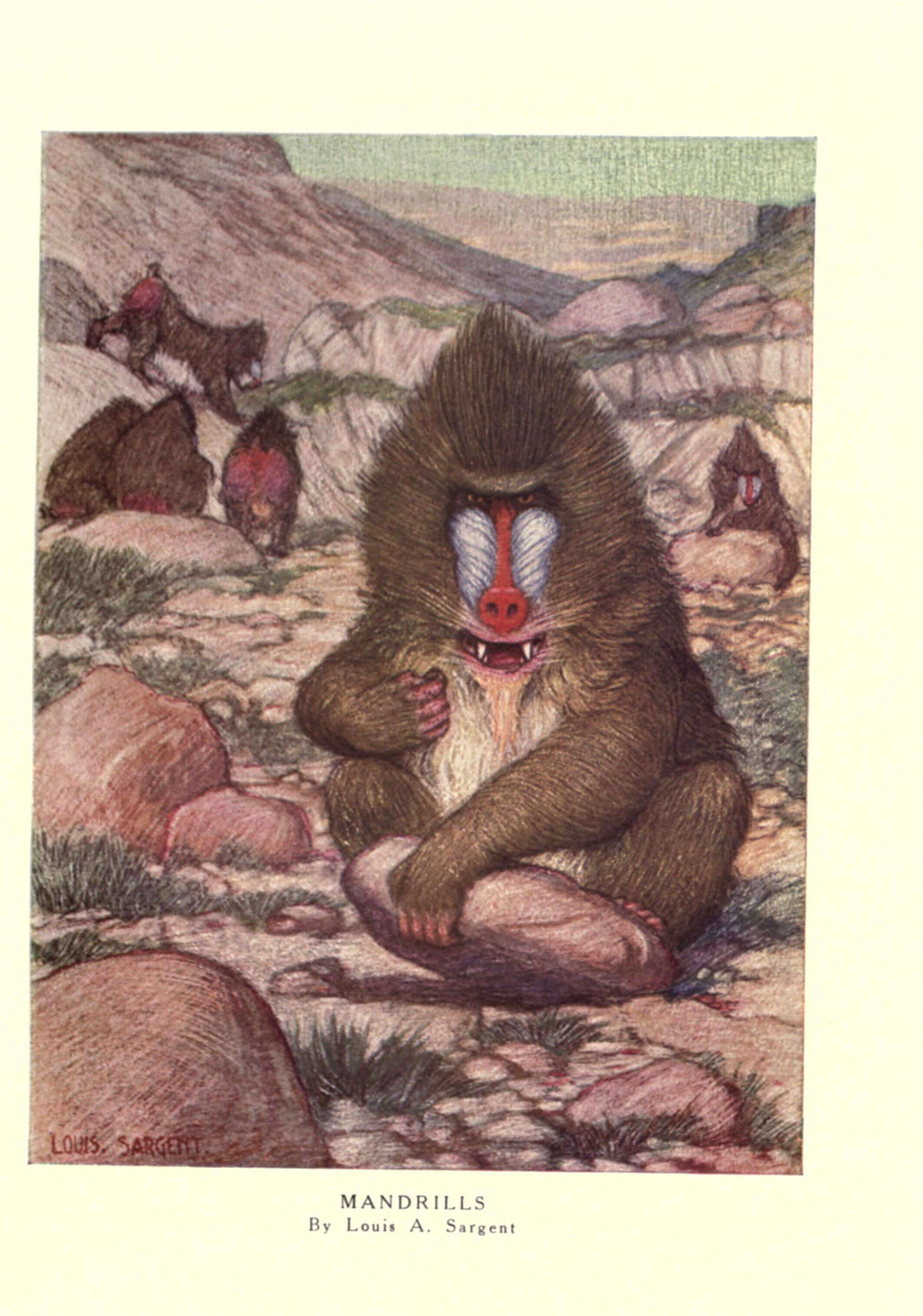 Image of Mandrill