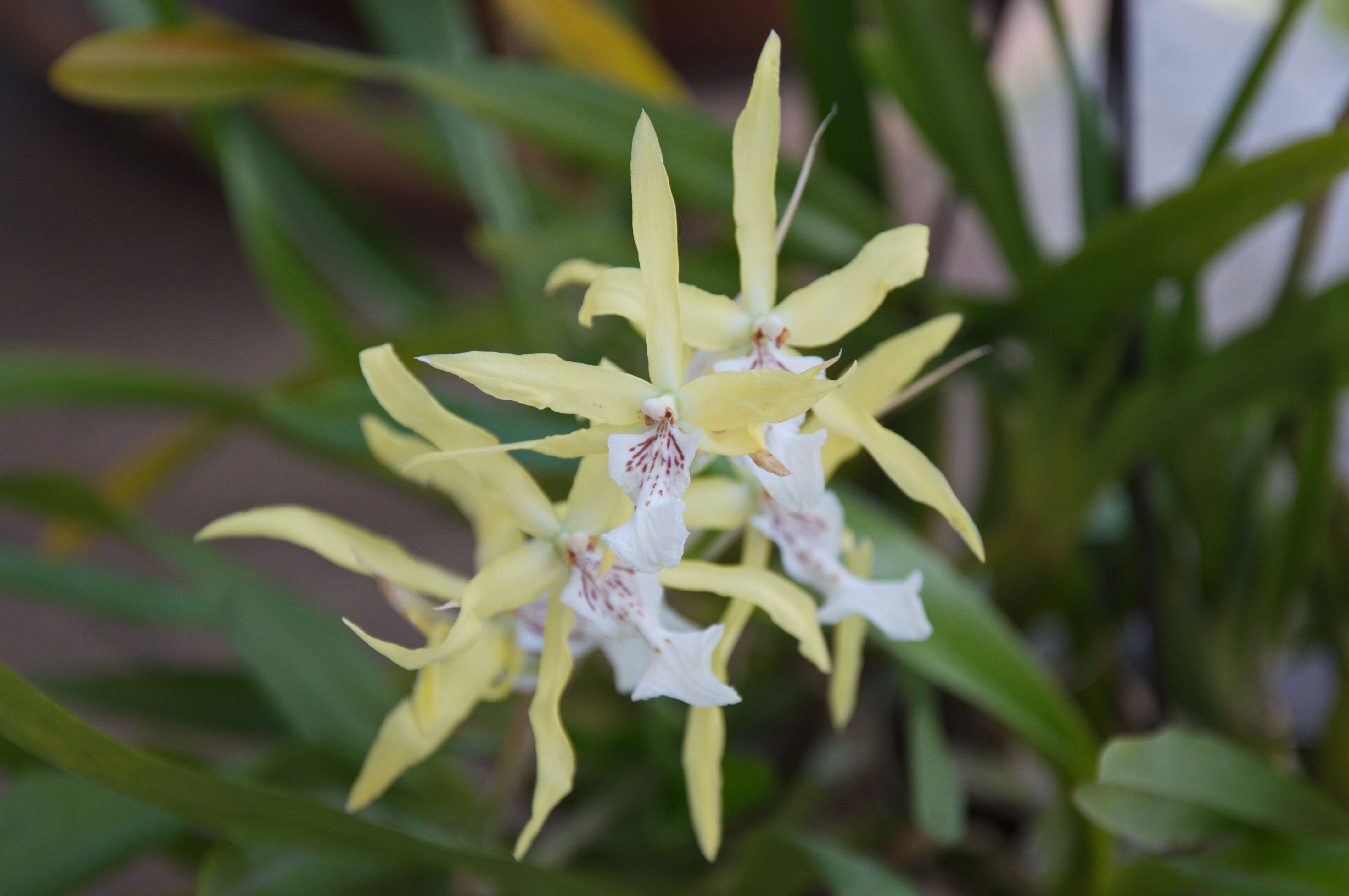 Image of Miltonia flavescens (Lindl.) Lindl.