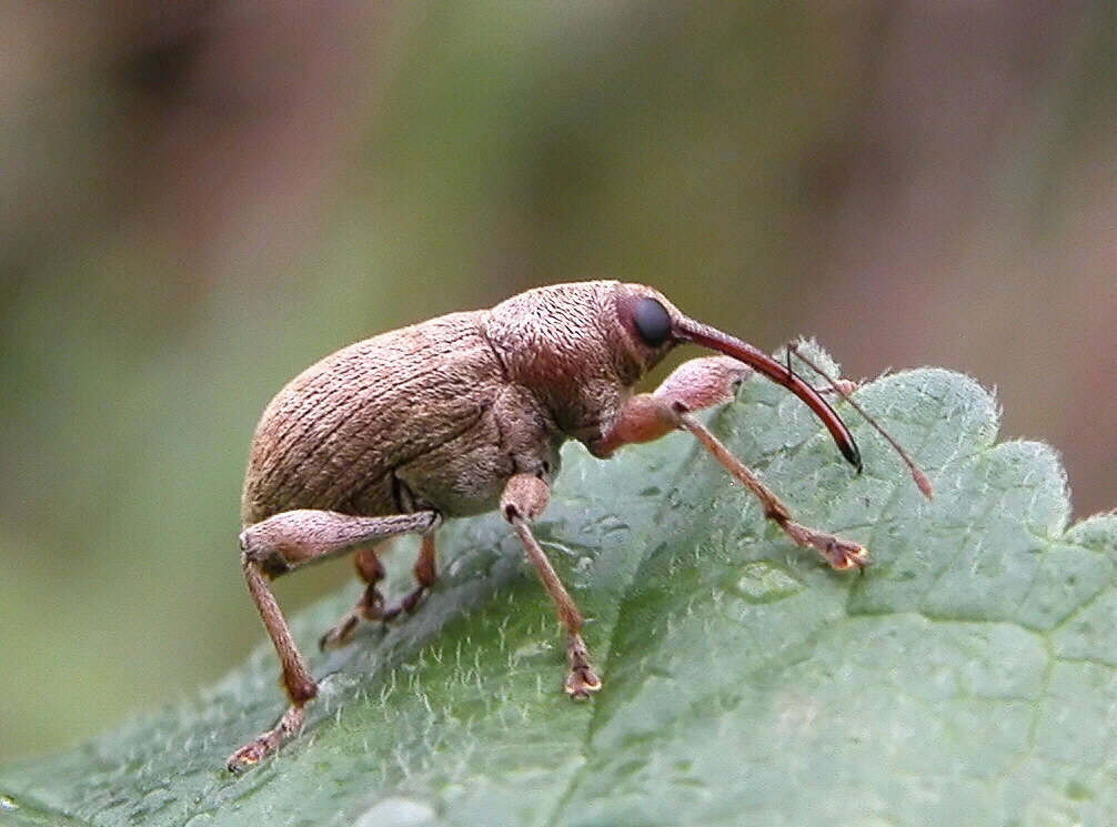 Image of Curculio