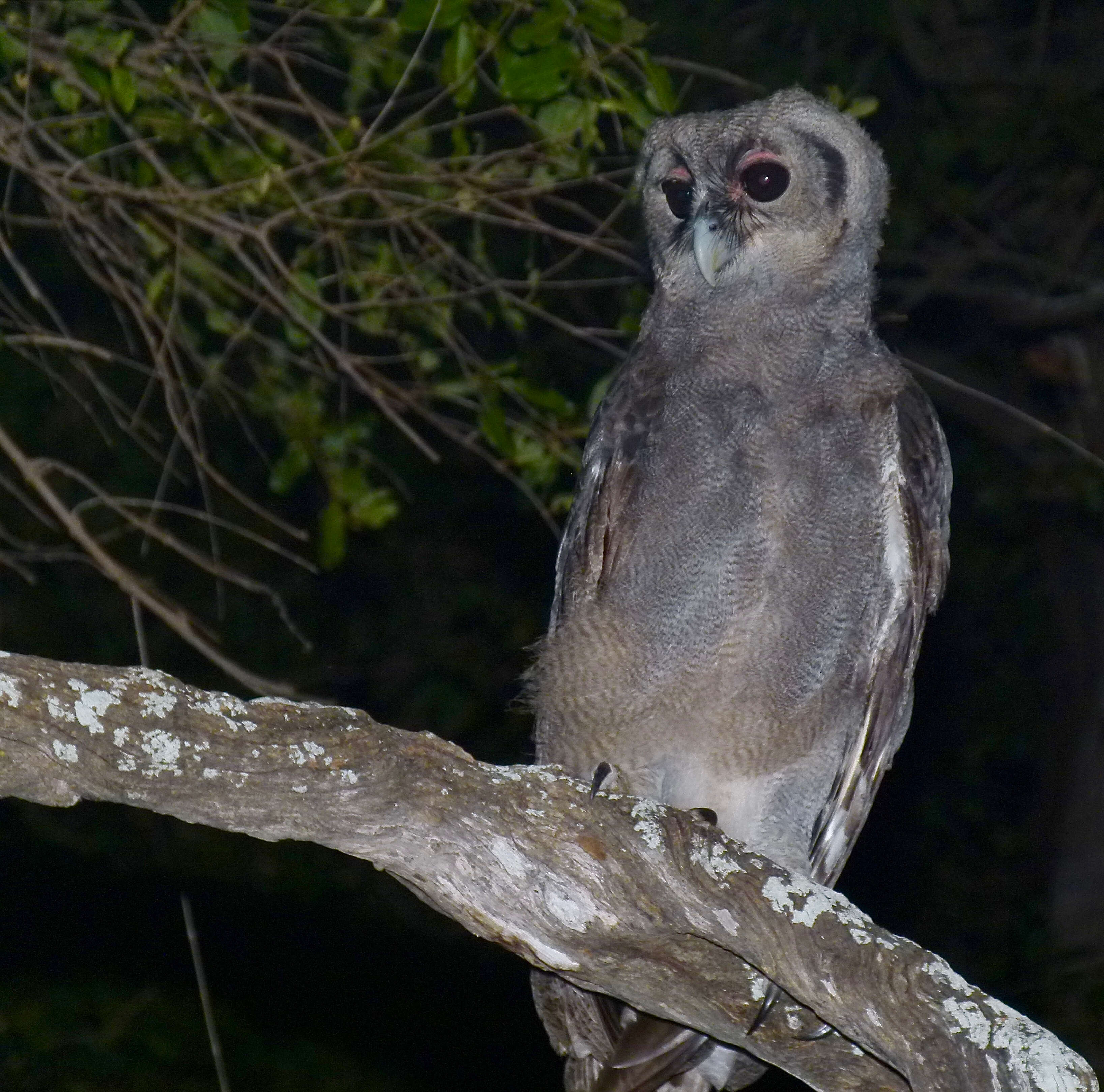 Bubo lacteus (Temminck 1820)的圖片