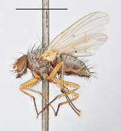 Image of Helina depuncta (Fallen 1825)