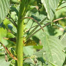 Image de Amaranthus australis (A. Gray) Sauer