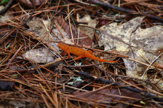 Plancia ëd Notophthalmus Rafinesque 1820