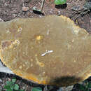 Image of Phellinus fastuosus (Lév.) S. Ahmad 1972