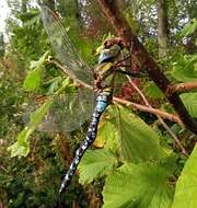 Image of hawker dragonfly