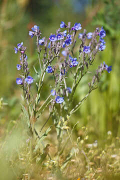 Слика од Cynoglottis