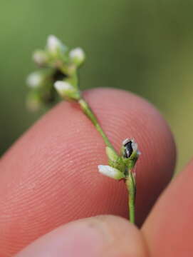 Image de Persicaria mitis (Schrank) Asenov