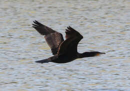 Plancia ëd Phalacrocorax sulcirostris (Brandt & JF 1837)