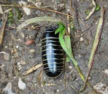 Image of Pill millipede