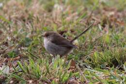 Image of fairywrens and relatives