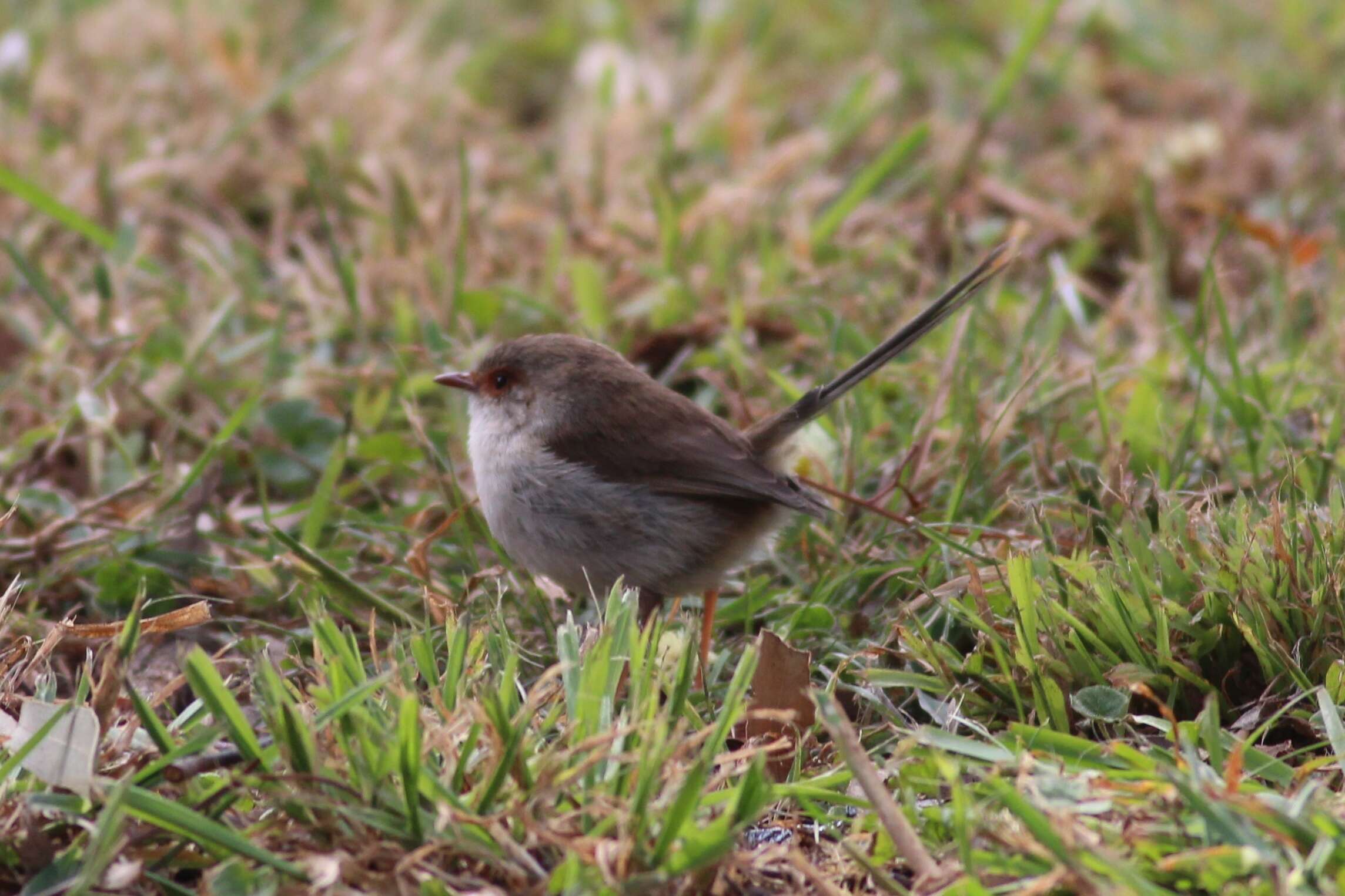 Image of fairywrens and relatives