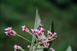 Plancia ëd Ardisia conspersa E. Walker