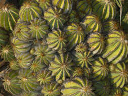 Image of balloon cactus