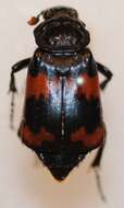 Image of Sexton Beetles