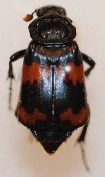 Image of Nicrophorus (Nicrophorus) investigator (Zetterstedt 1824)