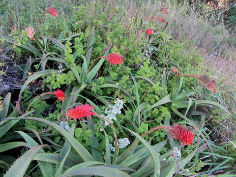 Image of Aloe ribauensis T. A. McCoy, Rulkens & O. J. Baptista