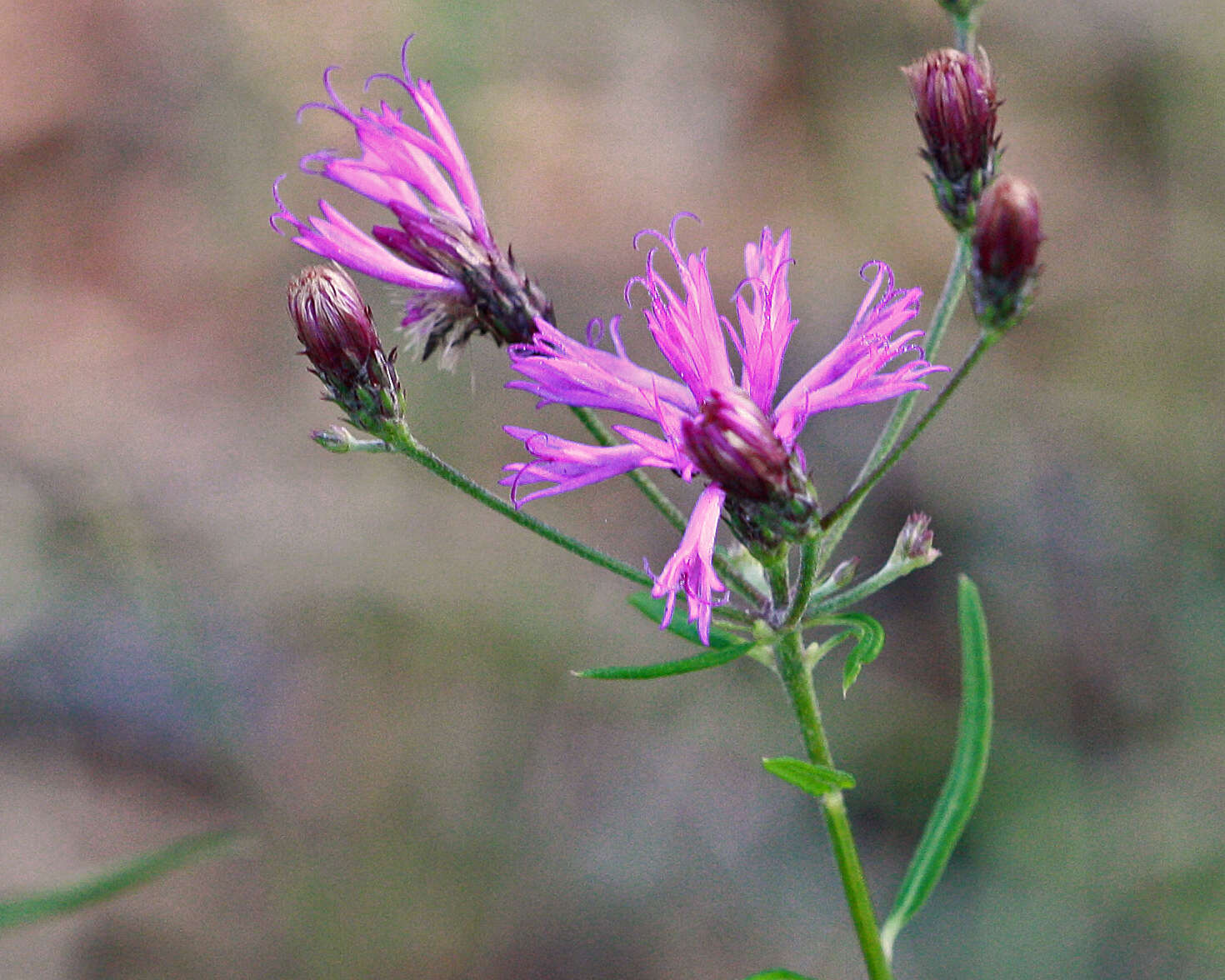 Image of ironweed