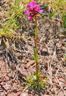 Image of Silene suecica (Loddiges) Greuter & Burdet