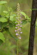 Image of Rein Orchids