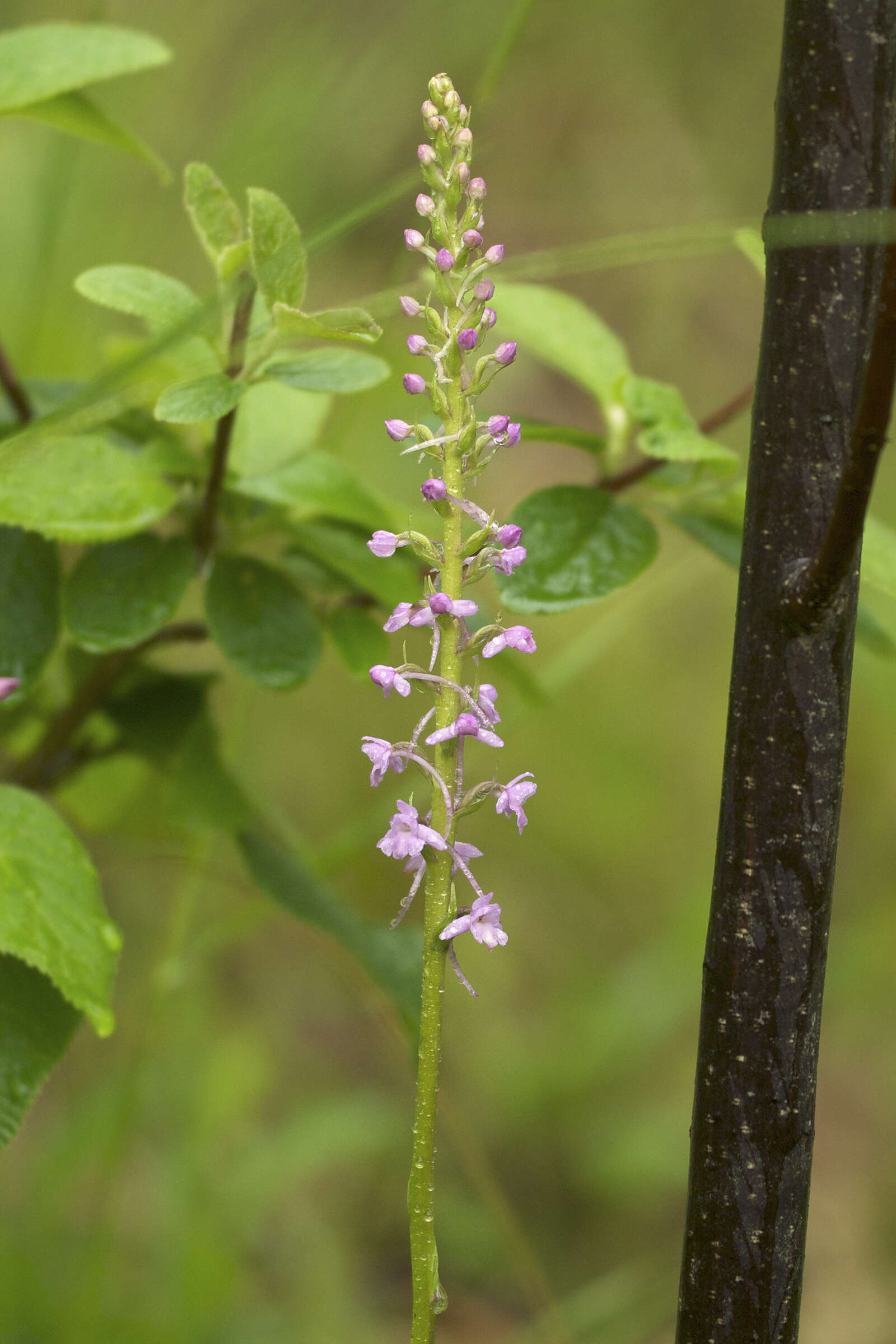 Image de Gymnadenia