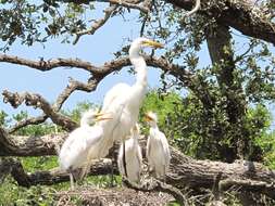 Image of Great Egret