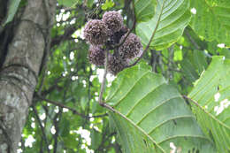 Image de Artocarpus