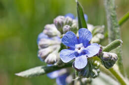 Слика од Cynoglottis