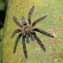 Image of Psalmopoeus redunculus