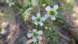 Image of Australian wild may