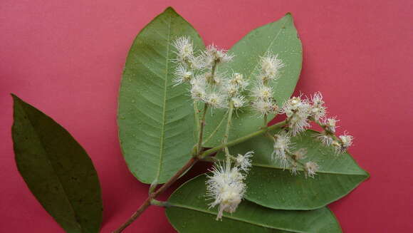 Myrcia tomentosa (Aubl.) DC.的圖片