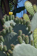 Image of Prickly Pears