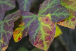 Image of ivy