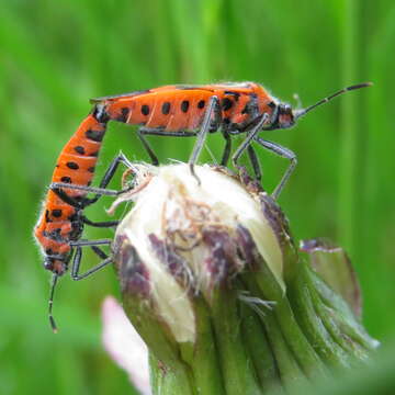 Image of black & red squash bug