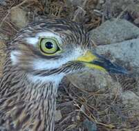 Image of stone-curlews