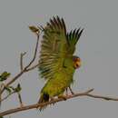 Image of White-fronted Amazon