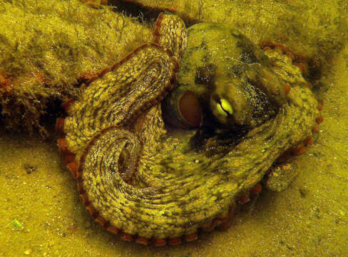 Image of Sydney octopus