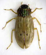 صورة Helophorus (Helophorus) aequalis Thomson & C. G. 1868