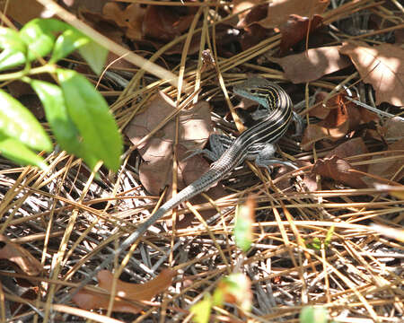 Image of Six-lined Racerunner