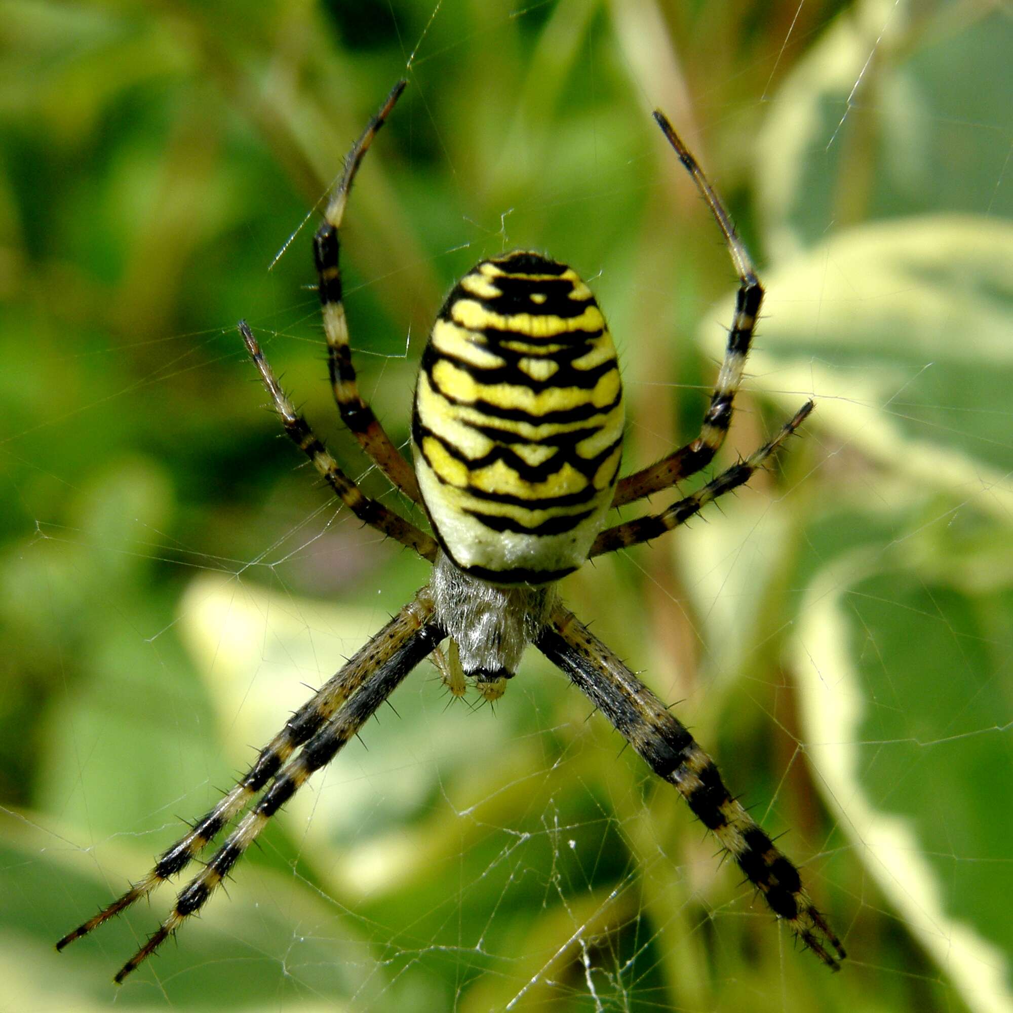 Image of Barbary Spider