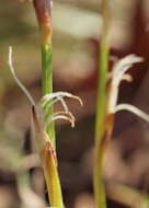 Imagem de Carex humilis Leyss.